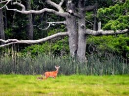 deer north hampton nh