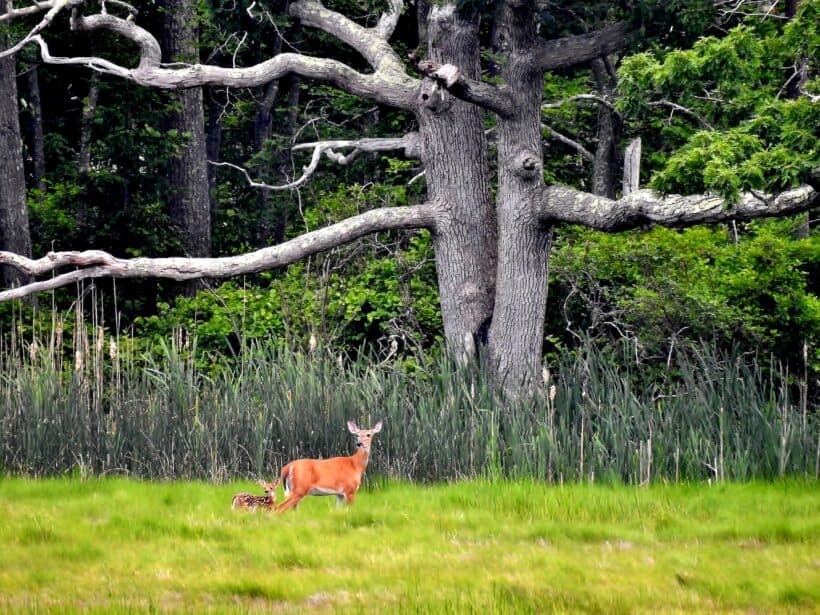 deer north hampton nh