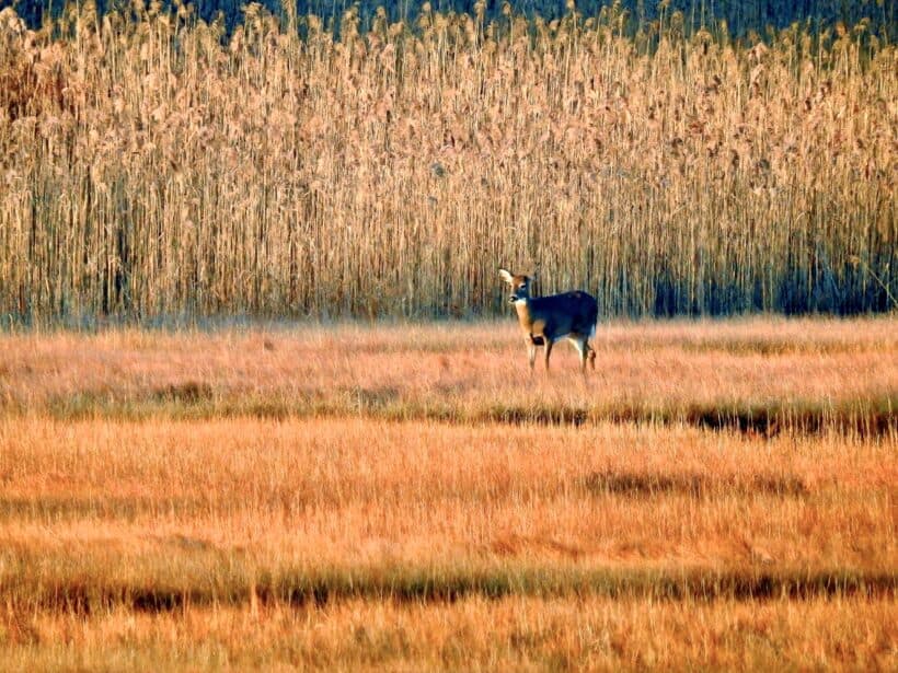 deer north hampton nh