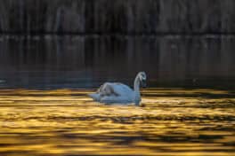 swan rye nh