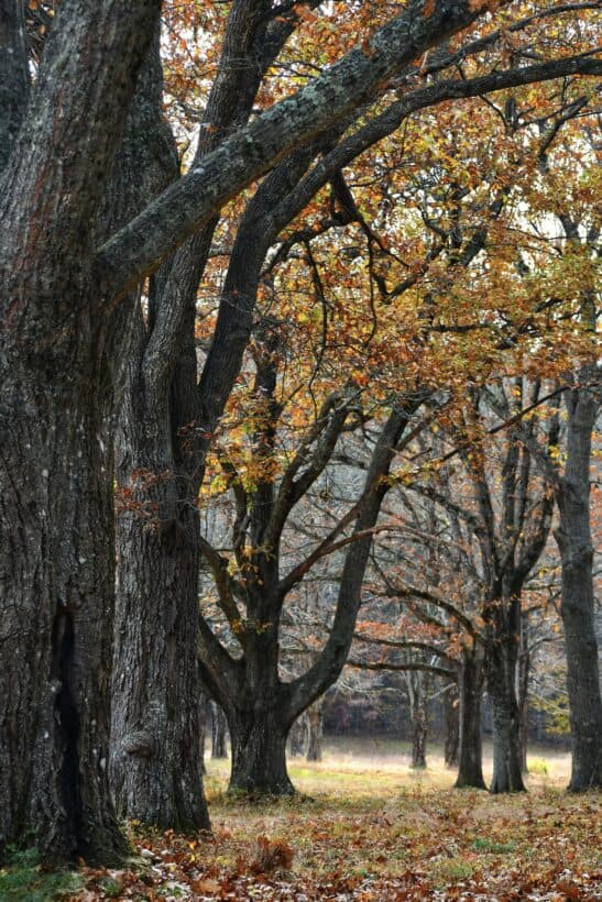 newburyport fall foliage