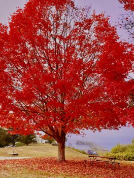 fall foliage fort foster