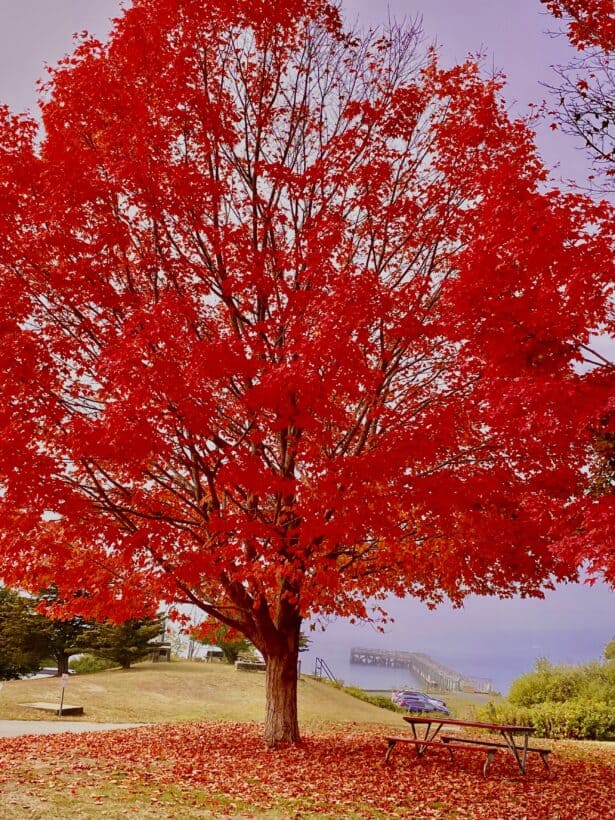 fall foliage fort foster