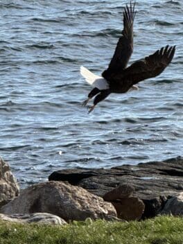 eagle york maine