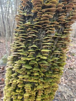 great bay national wildlife refuge