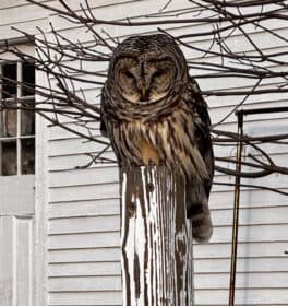 barred owl kittery point