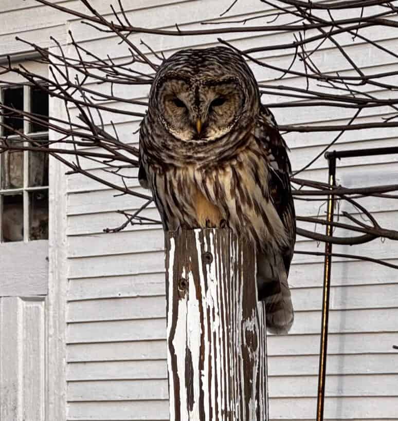 barred owl kittery point