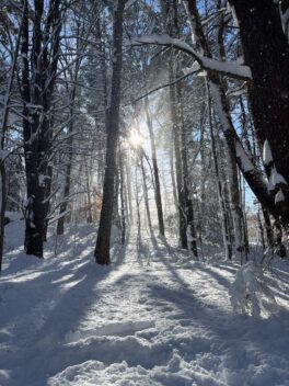 urban forestry center winter