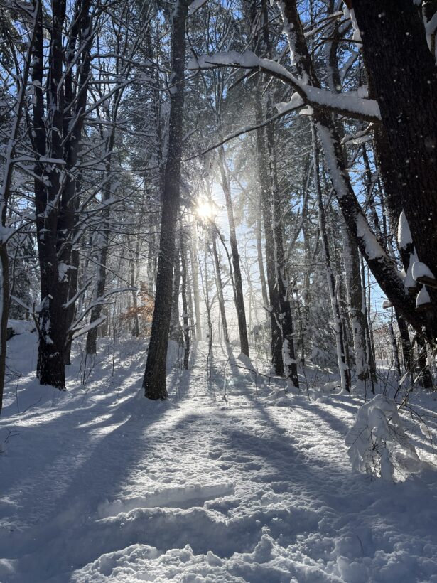urban forestry center winter