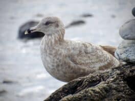 herring gull rye nh