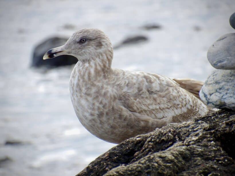 herring gull rye nh