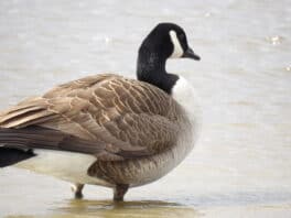 canada goose rye nh