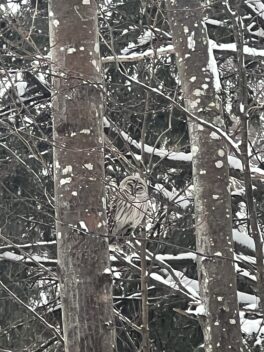 barred owl kingston nh