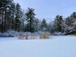 winter woods portsmouth nh
