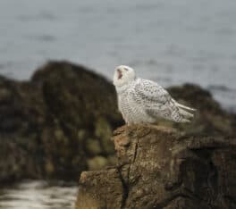 snowy owl new england