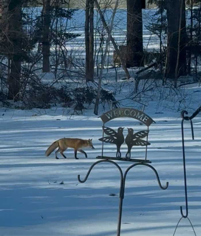 fox rochester nh
