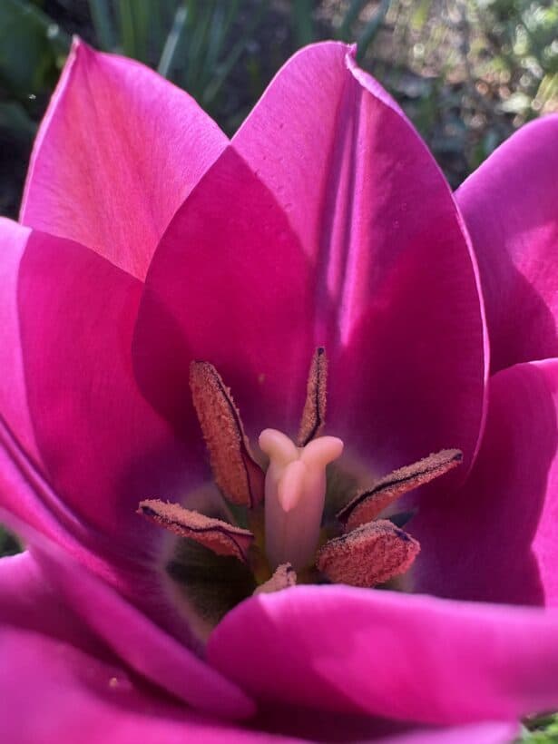 pink tulip dover nh