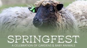 springfest strawbery banke portsmouth