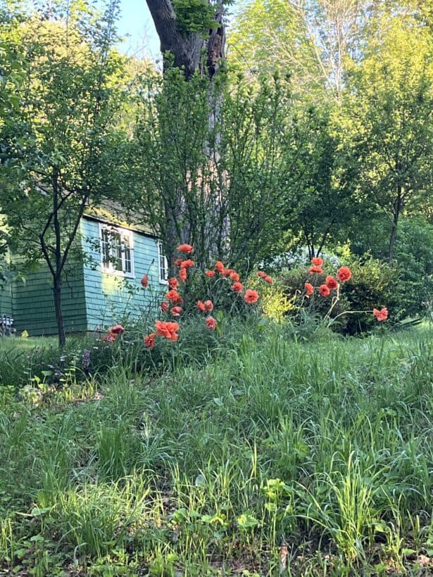 spring poppies dover nh