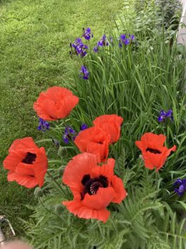 poppies kittery maine