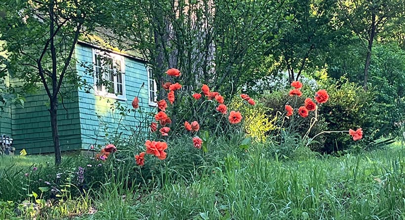 spring poppies dover nh