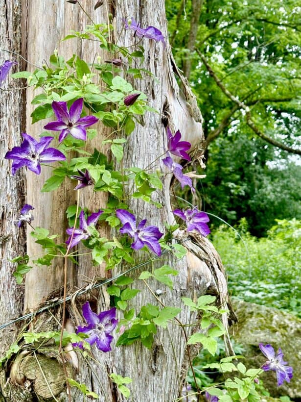 purple flowers newmarket nh