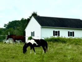 horses somersworth nh