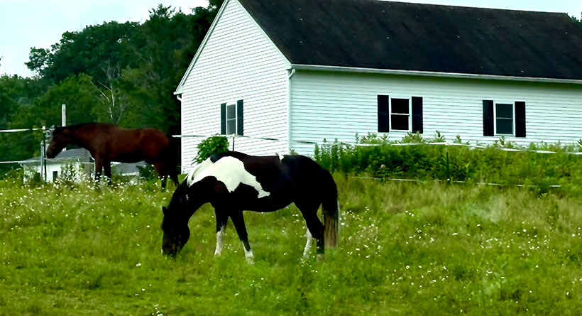 horses somersworth nh