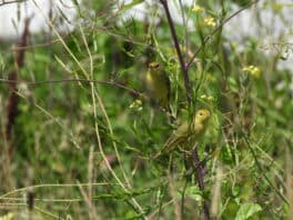 warblers star island nh