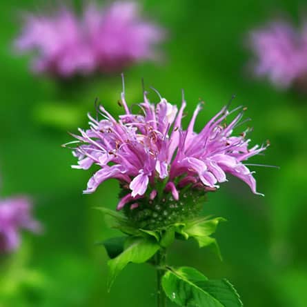 wild weedy wellness