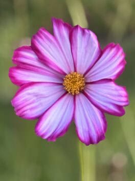 prescott park portsmouth flower