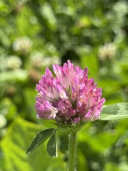clover woodstock vermont