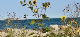 marblehead mass flowers