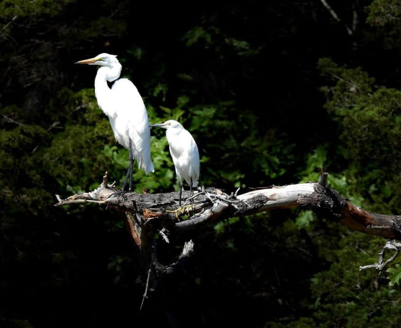 egrets new castle nh