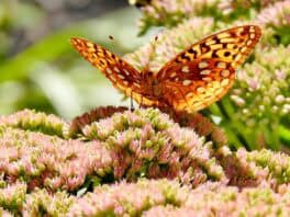 butterfly exeter nh