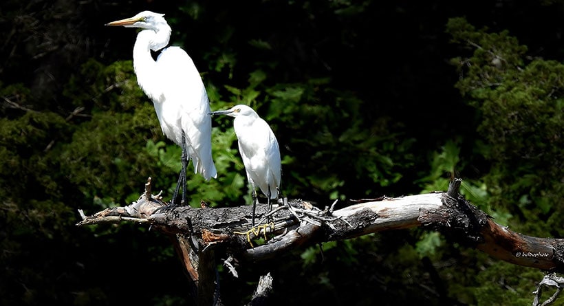egrets new castle nh