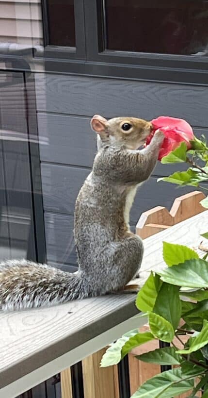 squirrel newburyport mass