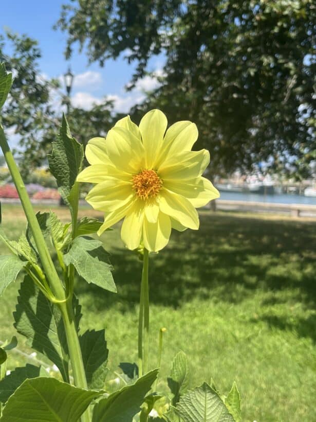 prescott park flower garden