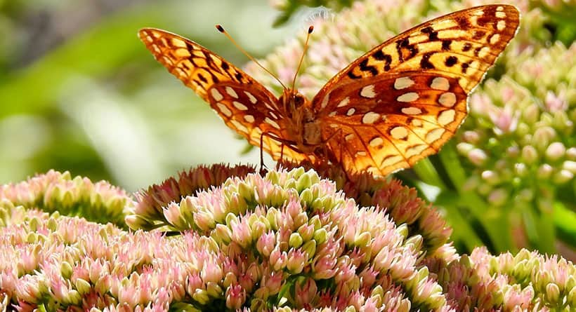 butterfly exeter nh