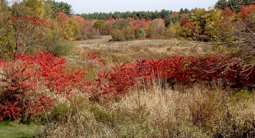 broadview farm derry nh