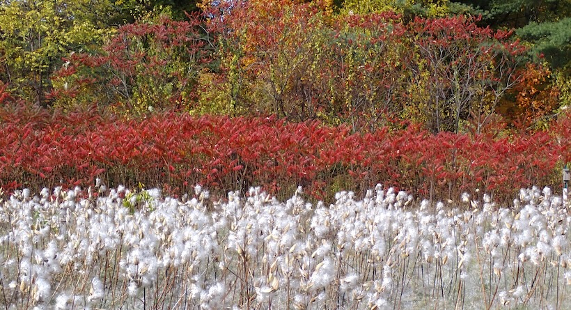 derry nh fall foliage