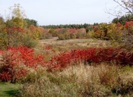 broadview farm derry nh