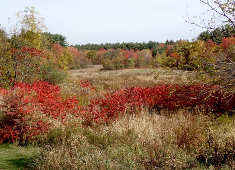 broadview farm derry nh