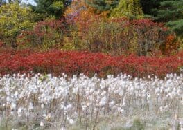 derry nh fall foliage