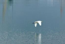 egret portsmouth nh