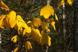 york maine fall foliage