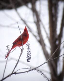 cardinal lee nh