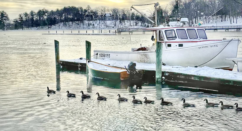 geese york river maine