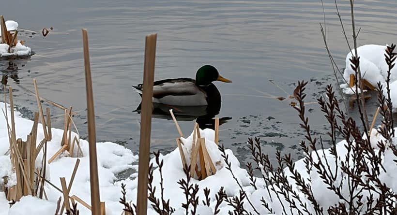 mallard cape neddick maine