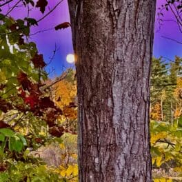 burley farm epping nh